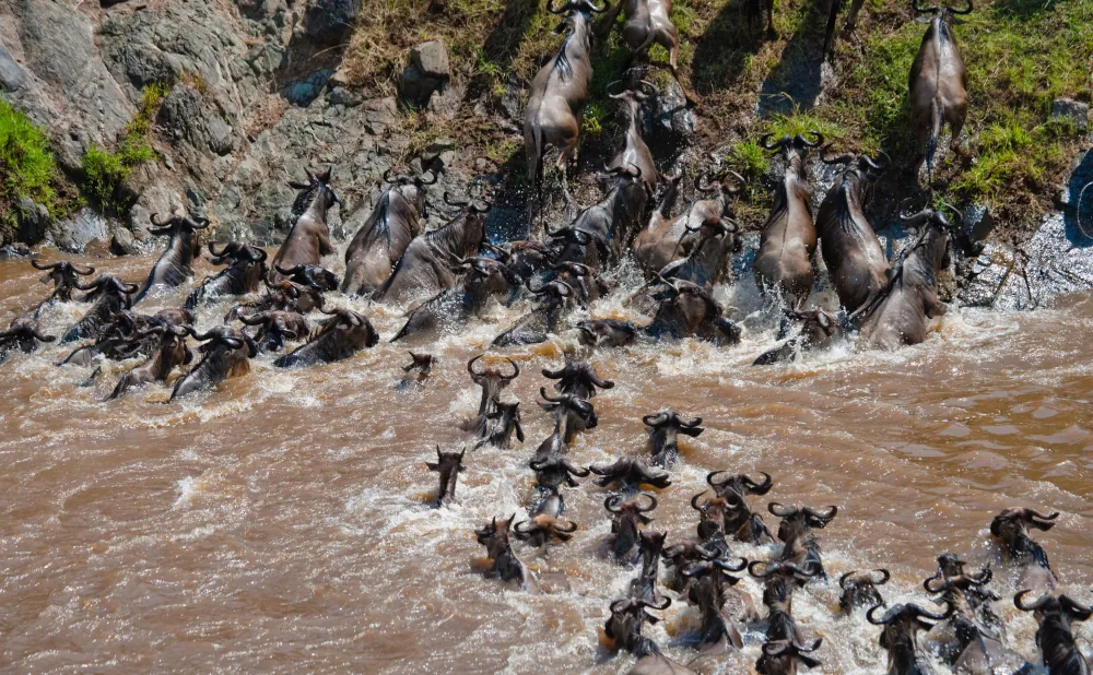 5-Day Serengeti Wildebeest Safari – Great Migration Tour