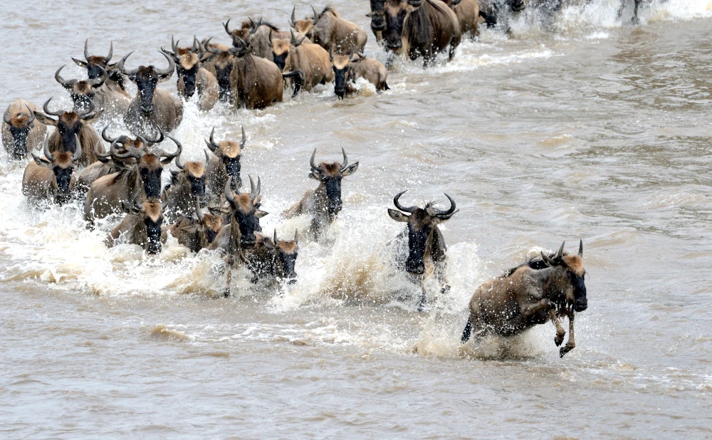 7-Day Serengeti Great Wildebeest Migration Safari Adventure