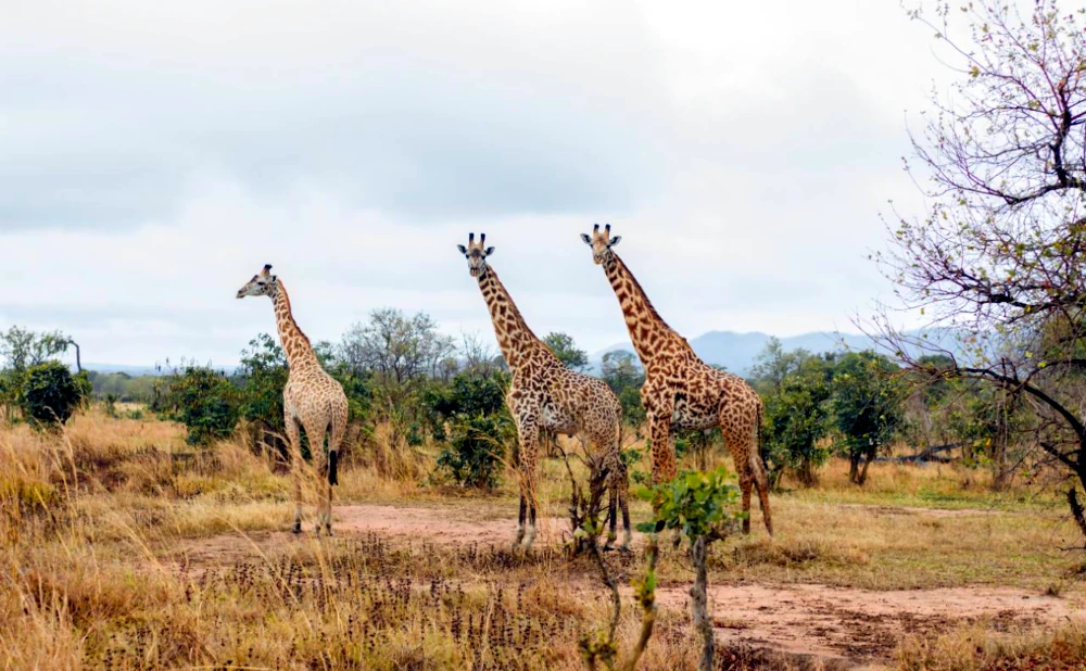 3-Day Mikumi National Park Safari - Wildlife & Landscapes