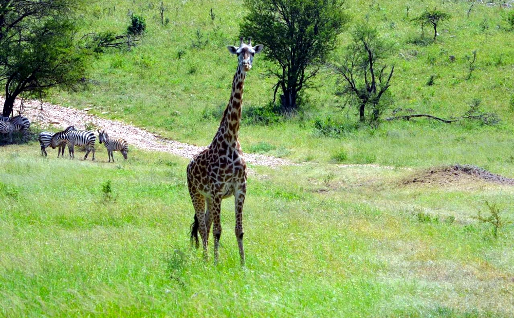 8-Day Mikumi & Ruaha National Park Safari Adventure.