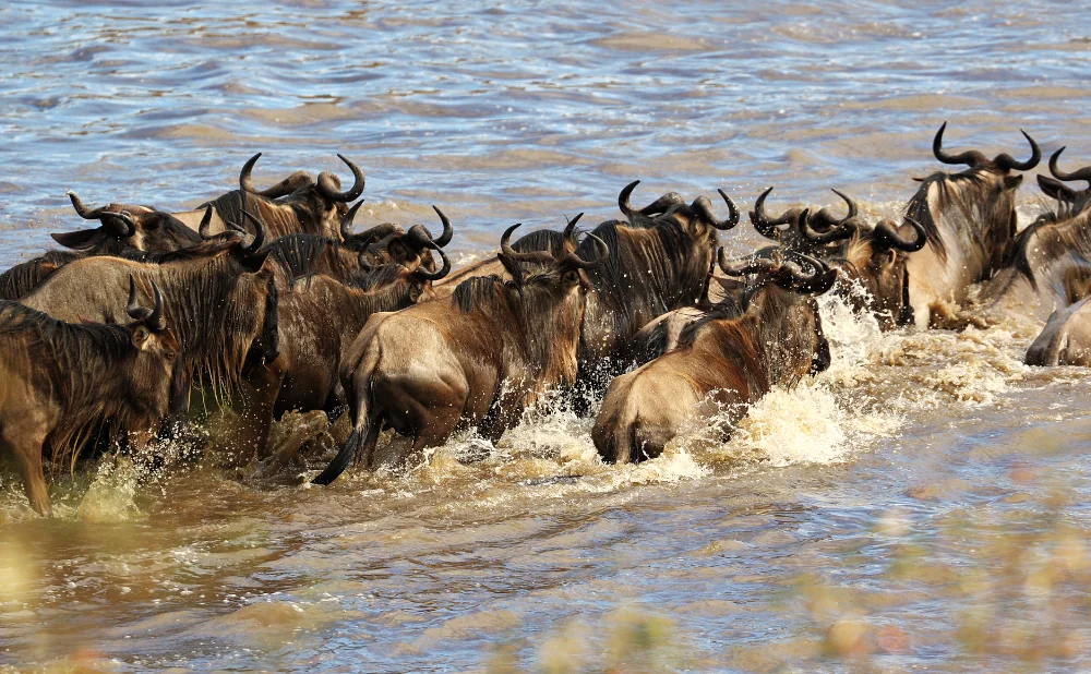 7-Day Ndutu Calving Safari in Serengeti & Ngorongoro