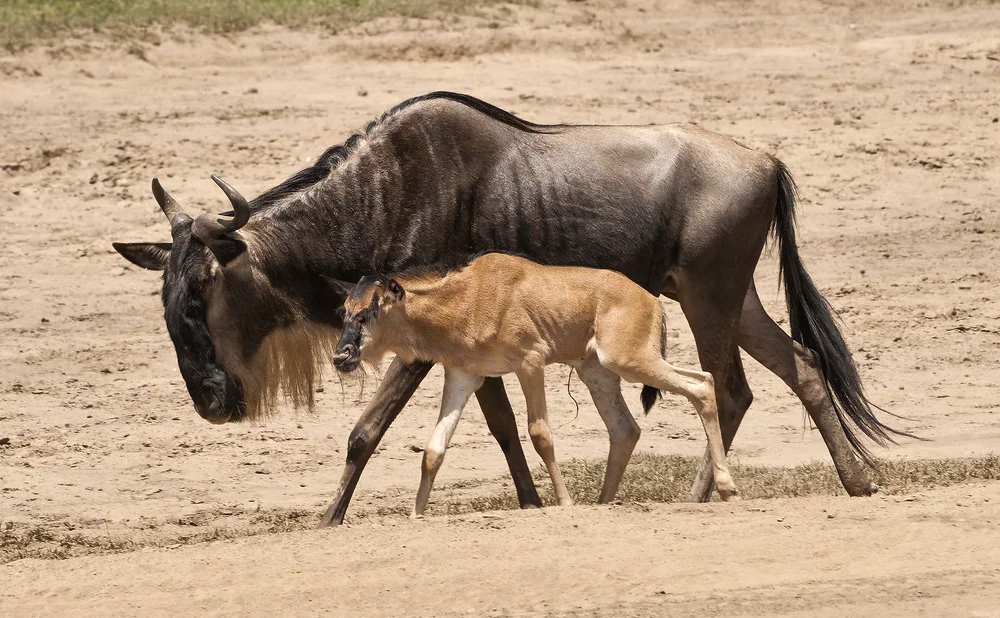 5-Day Ndutu Calving Safari in Serengeti & Ngorongoro