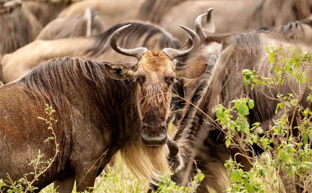 4-Day Ndutu Calving Safari in Serengeti & Ngorongoro