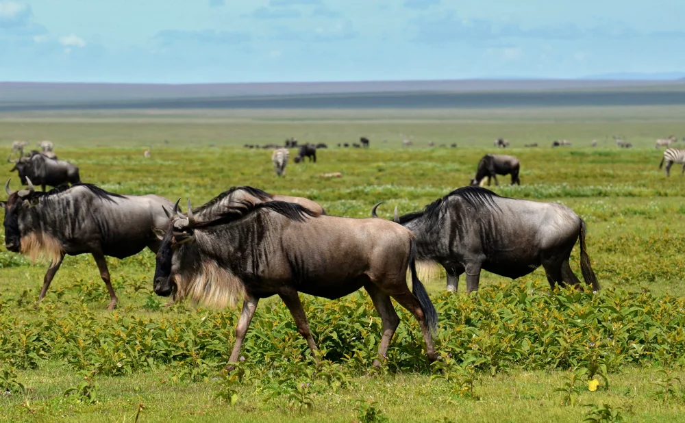 3-Day Ndutu Calving Safari in Serengeti & Ngorongoro