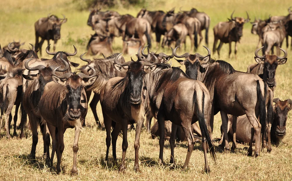 Unbelievable 4-Day Serengeti Wildebeest Migration Safari