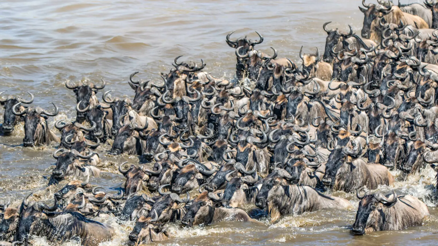 Experience the Drama of the Serengeti Migration