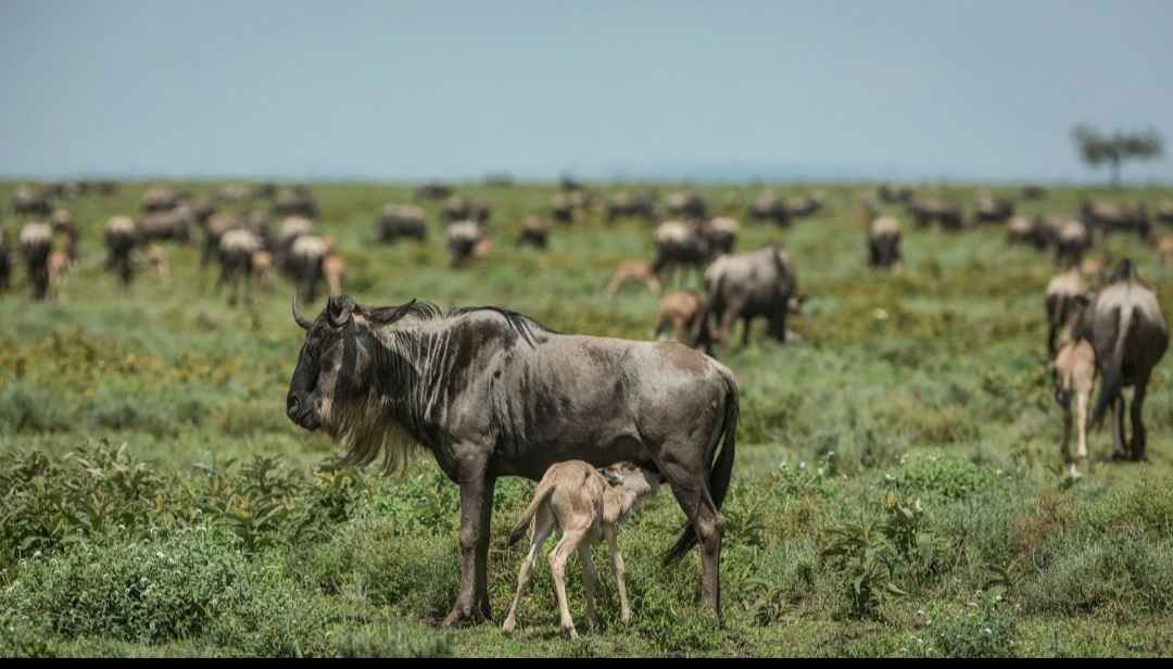 What is the Wildebeest Migration Calving Season?