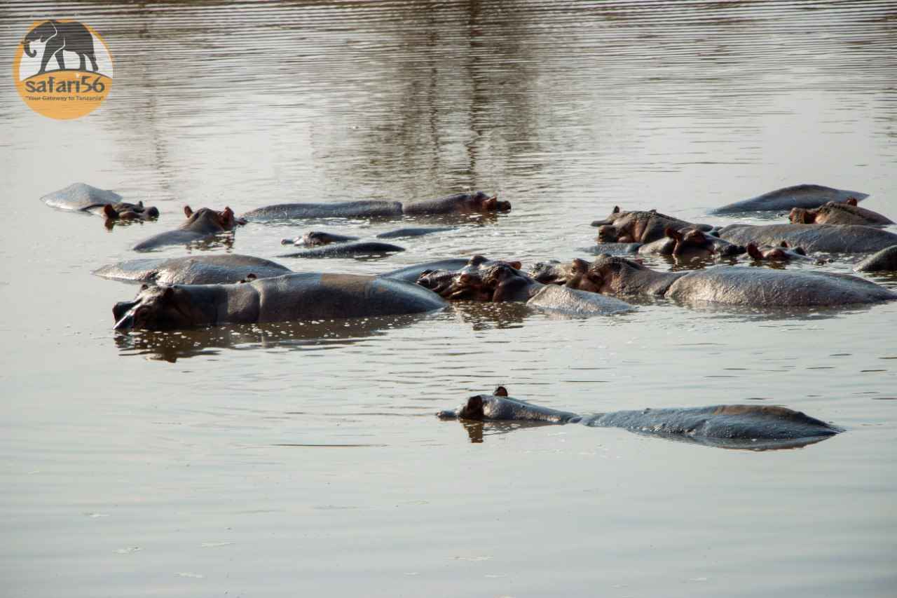 Discover the Hidden Gems of Africas Largest National Park