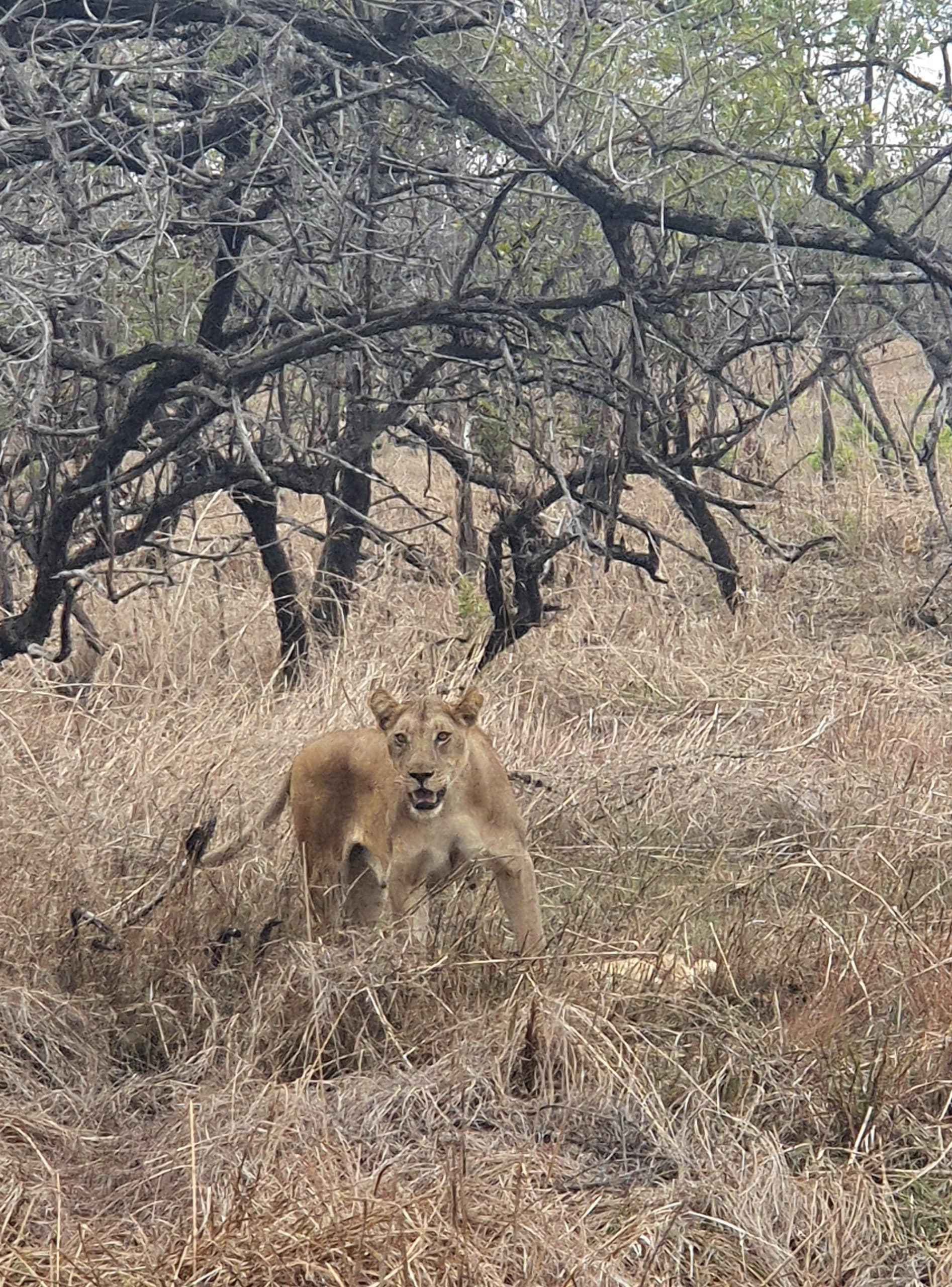 Lioness Grieves Over Lost Cub in Unforgettable Safari Moment