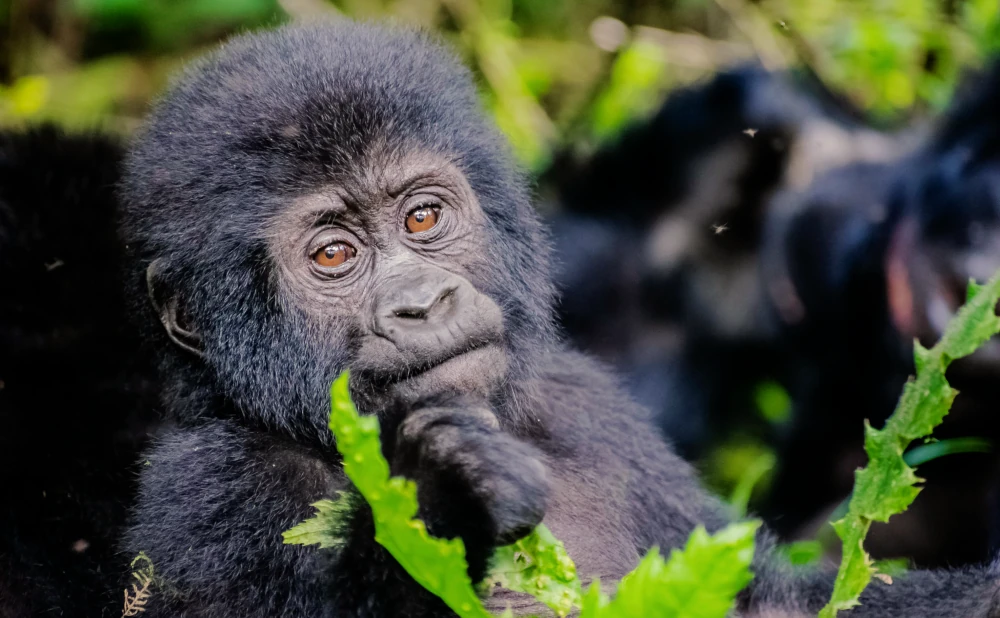 
4 Day Gorilla Trekking: Bwindi & Lake Bunyonyi