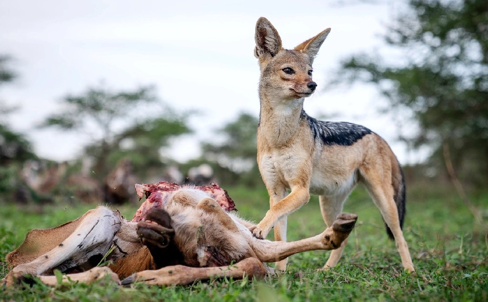 
7 Day Luxury Safari: Tarangire, Serengeti & Manyara