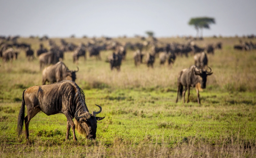 
6 Day Ndutu Calving Safari: Serengeti & Ngorongoro