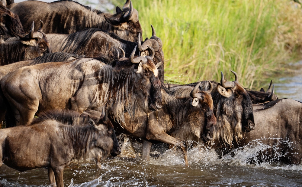 
10 Day Serengeti Wildebeest Migration Safari