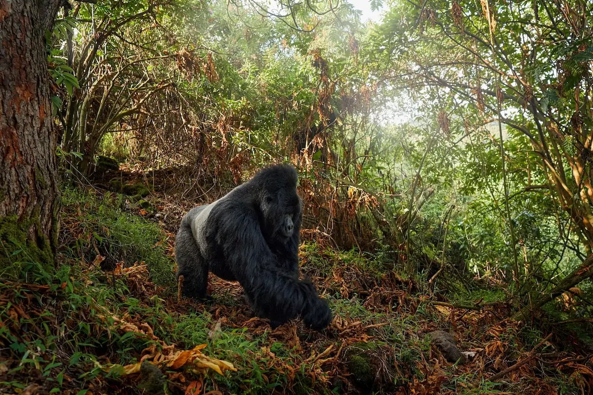 
15 Day Tanzania & Uganda Primate Trek & Safari