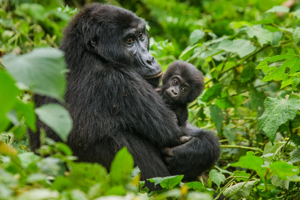 
3 Day Budget Safari: Bwindi Impenetrable Park