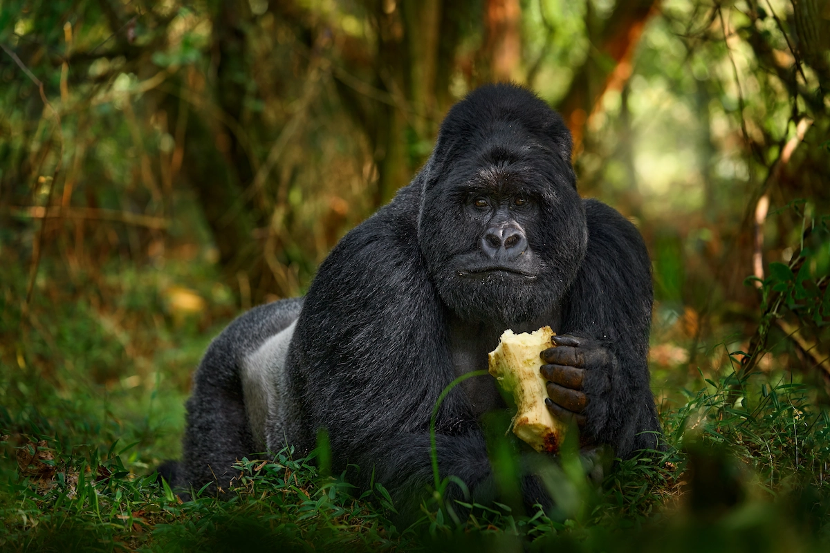 
7 Day Uganda Safari: Primate & Wildlife Tour