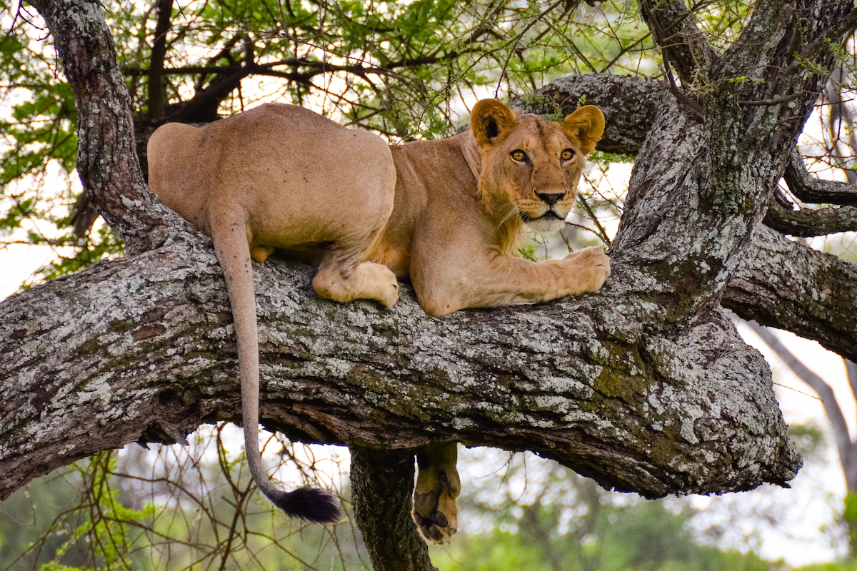 
5 Day Northern Tanzania Safari – Tarangire, Serengeti