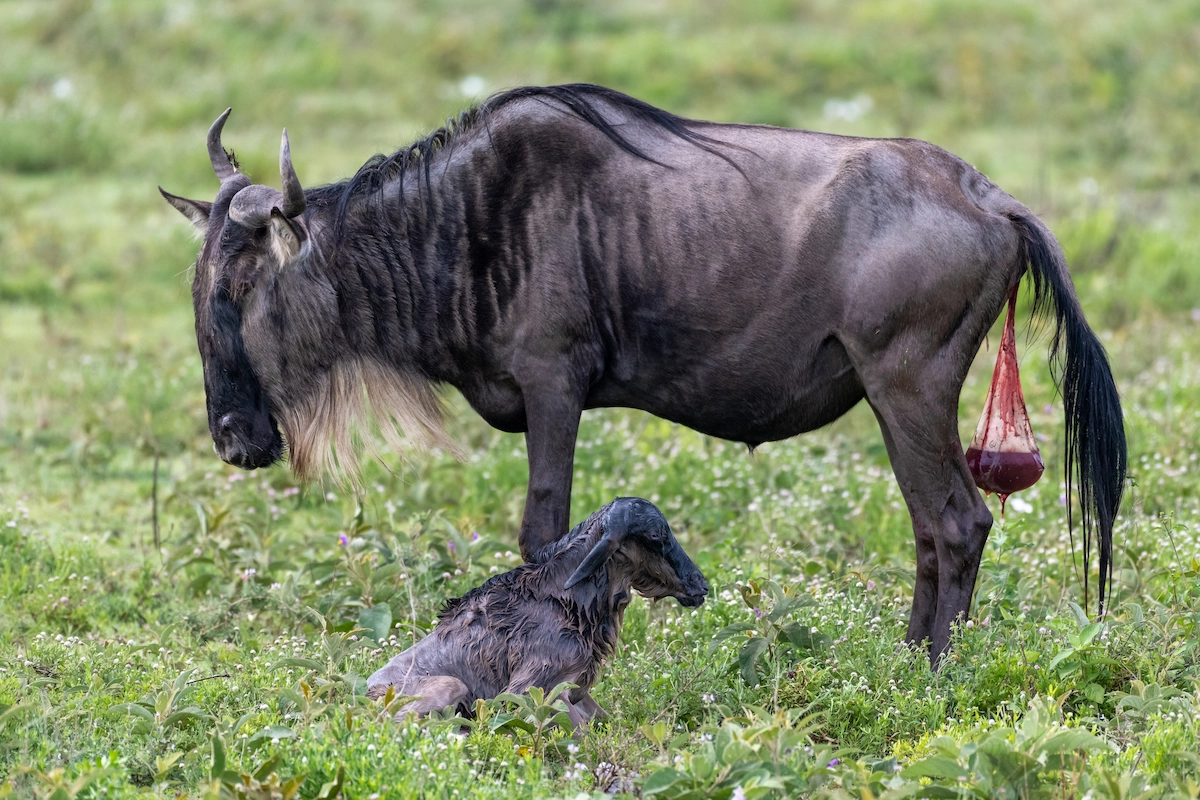 
5 Day Ndutu Calving Safari – Serengeti, Ngorongoro