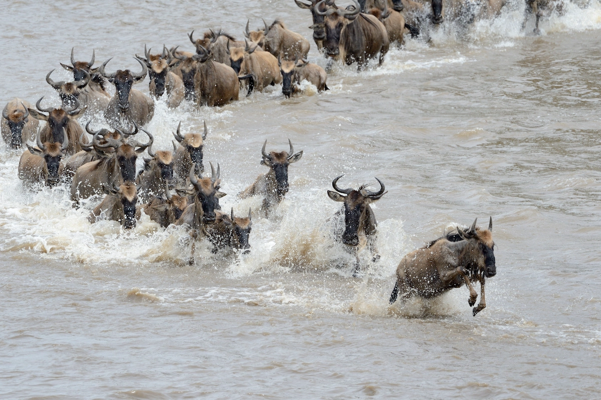 
9 Day Tanzania Wildebeest Safari – Ultimate Adventure