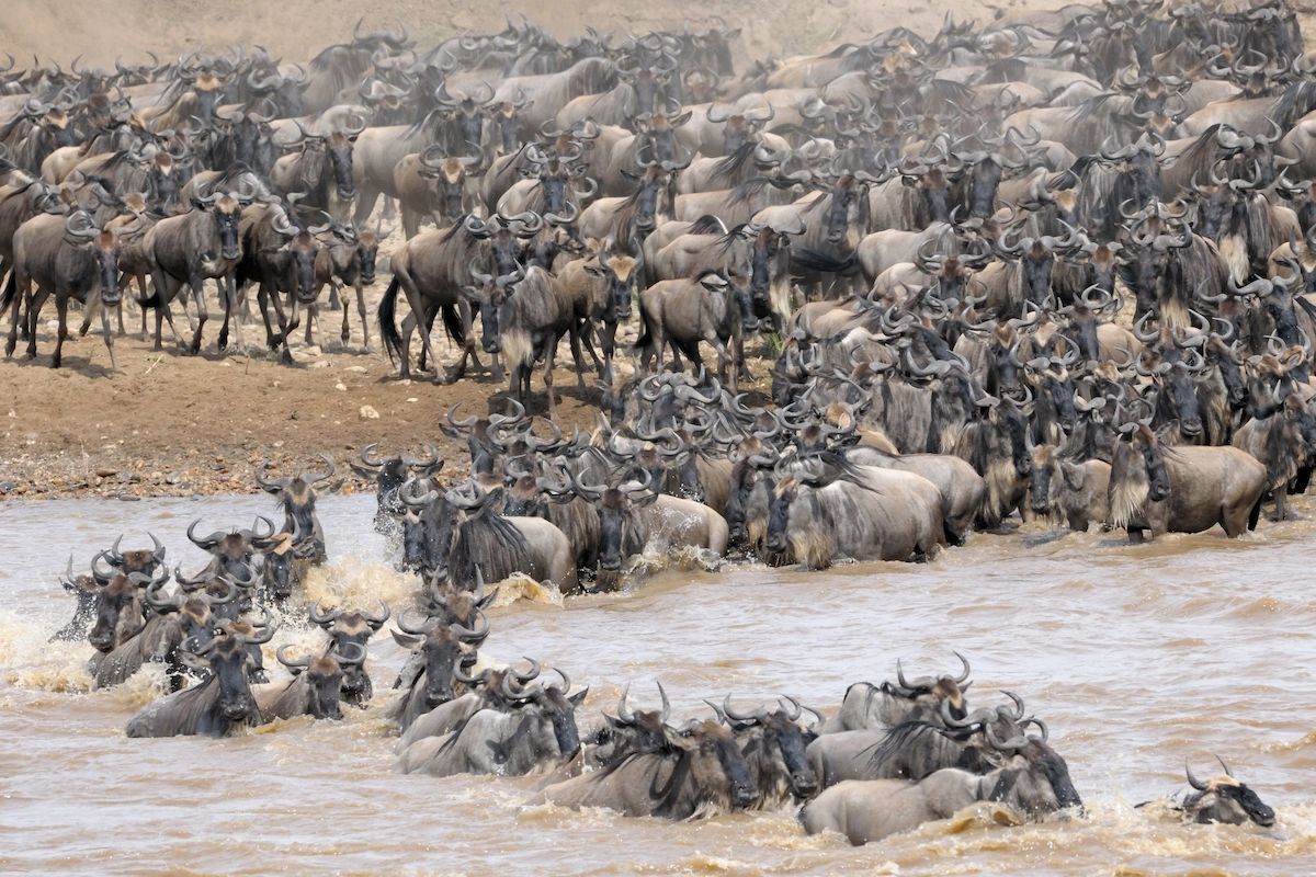 
8 Day Serengeti Wildebeest Safari – Tanzania