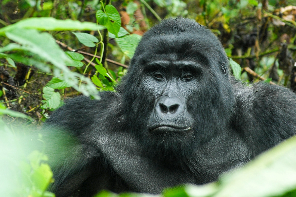 
14 Day Tanzania & Uganda Gorilla Primate Safari