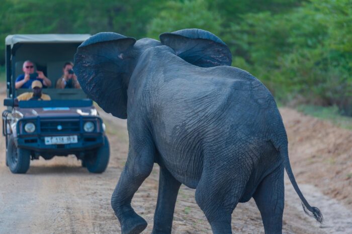 3 Days Memorable Nyerere National Park Safari