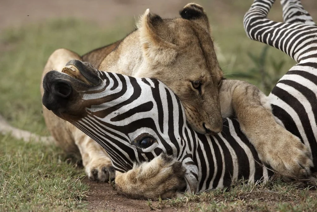 3-Day Masai Mara Safari (Fly-In Option)
