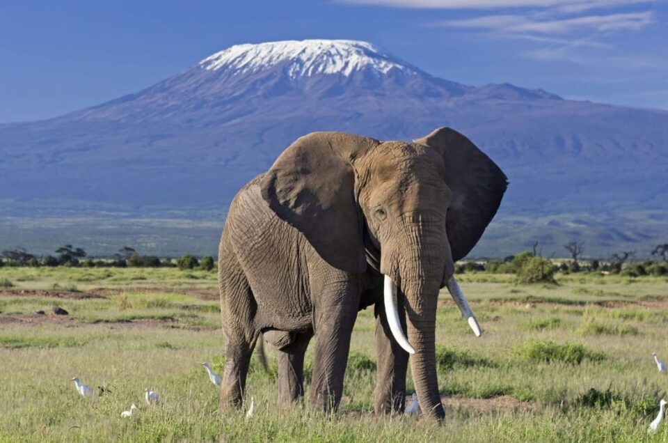 Unveiling the Secrets of Mount Kilimanjaro