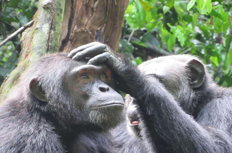 Uganda Chimpanzee