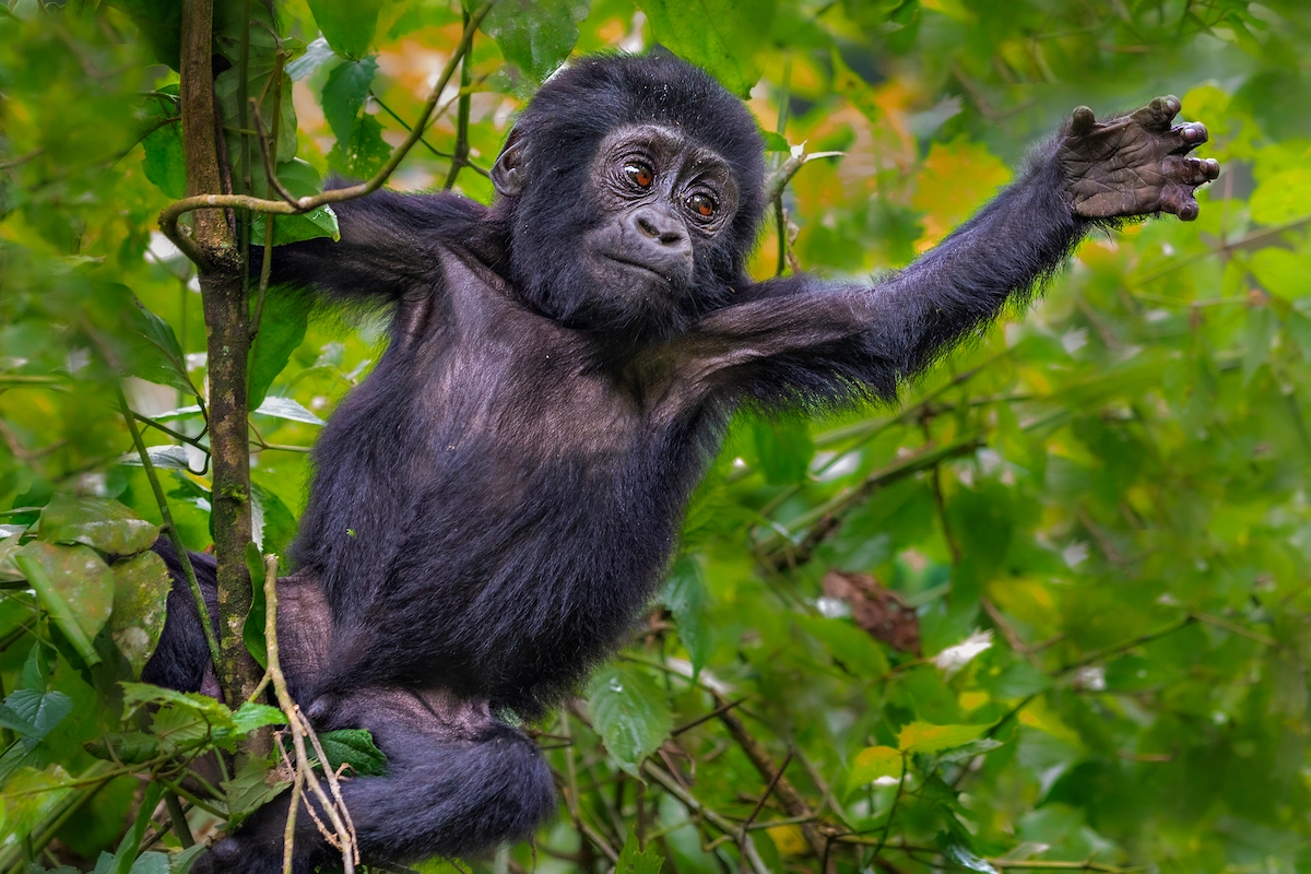 5-Day Gorilla and Golden Monkey Trekking Adventure in Rwanda