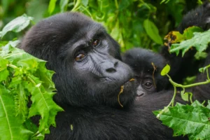 4 Day Uganda Gorilla Trekking Safari and Wildlife Adventure