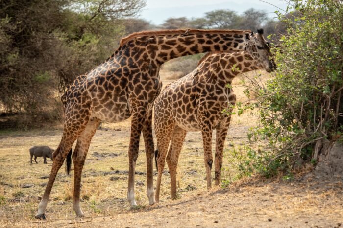 6 Day Northern Tanzania Luxury Wildlife Safari Experience