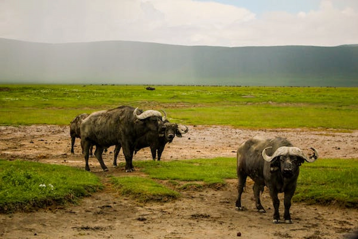 free-photo-of-african-buffaloes-on-plains