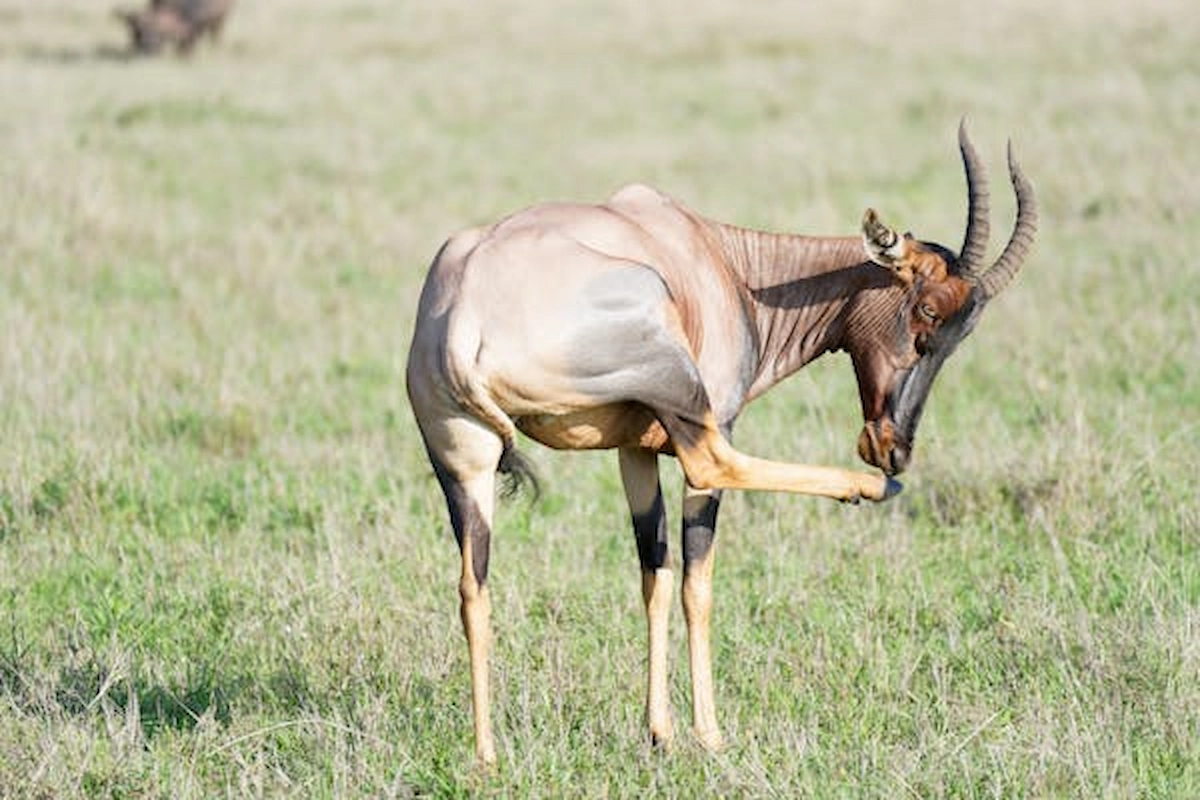 free-photo-of-an-antelope-on-a-grass-field