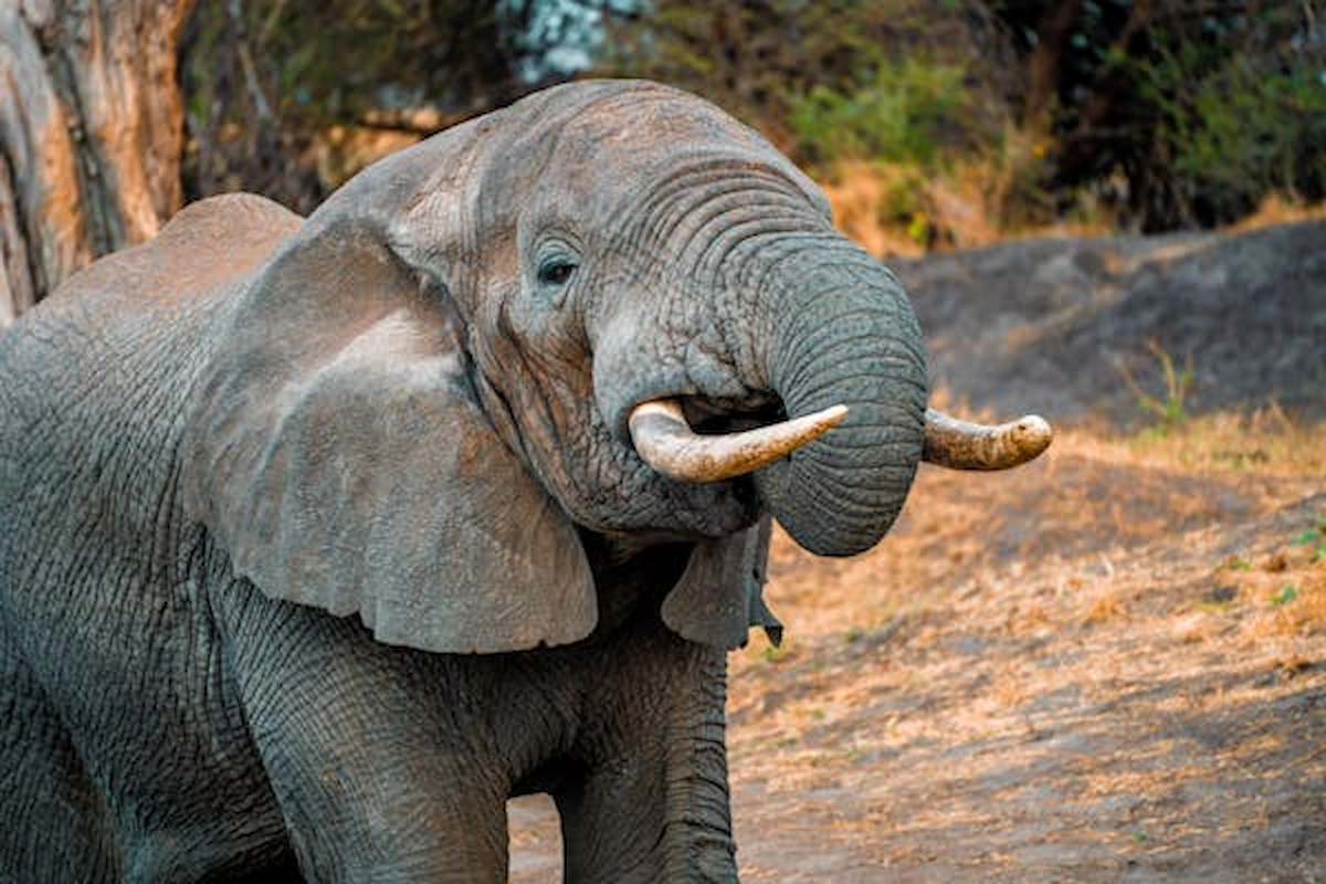 free-photo-of-close-up-of-elephant