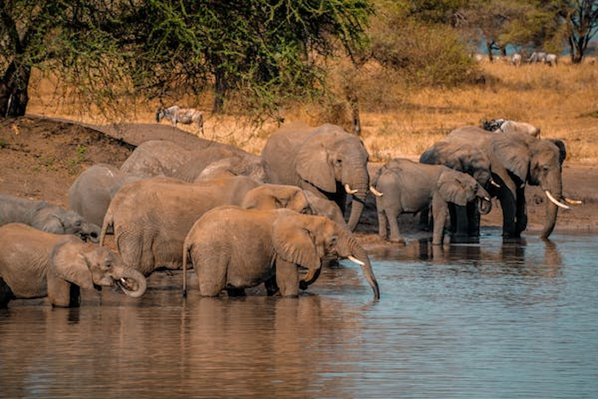 free-photo-of-gray-elephants-on-body-of-water