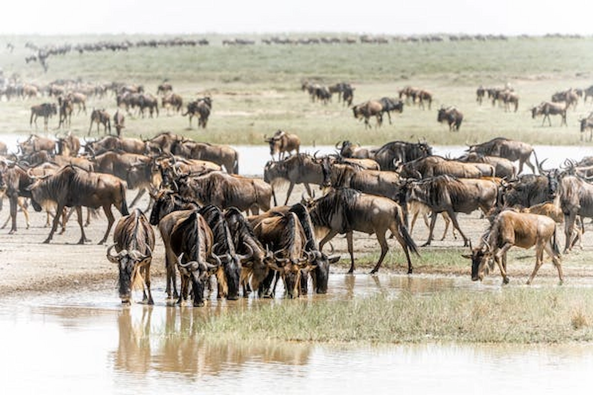 free-photo-of-herd-of-blue-wildebeest-at-a-waterhole-in-the-savannah