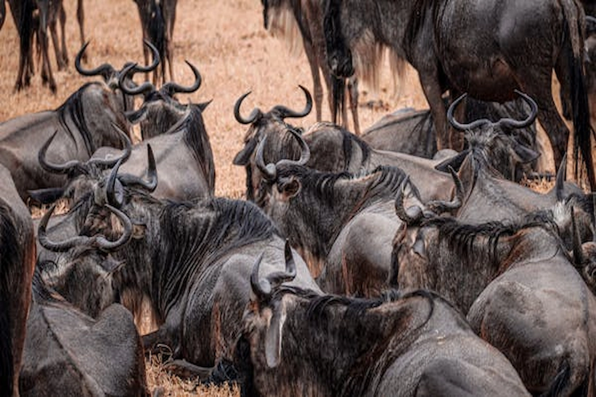 free-photo-of-herd-of-wildebeests-on-the-field