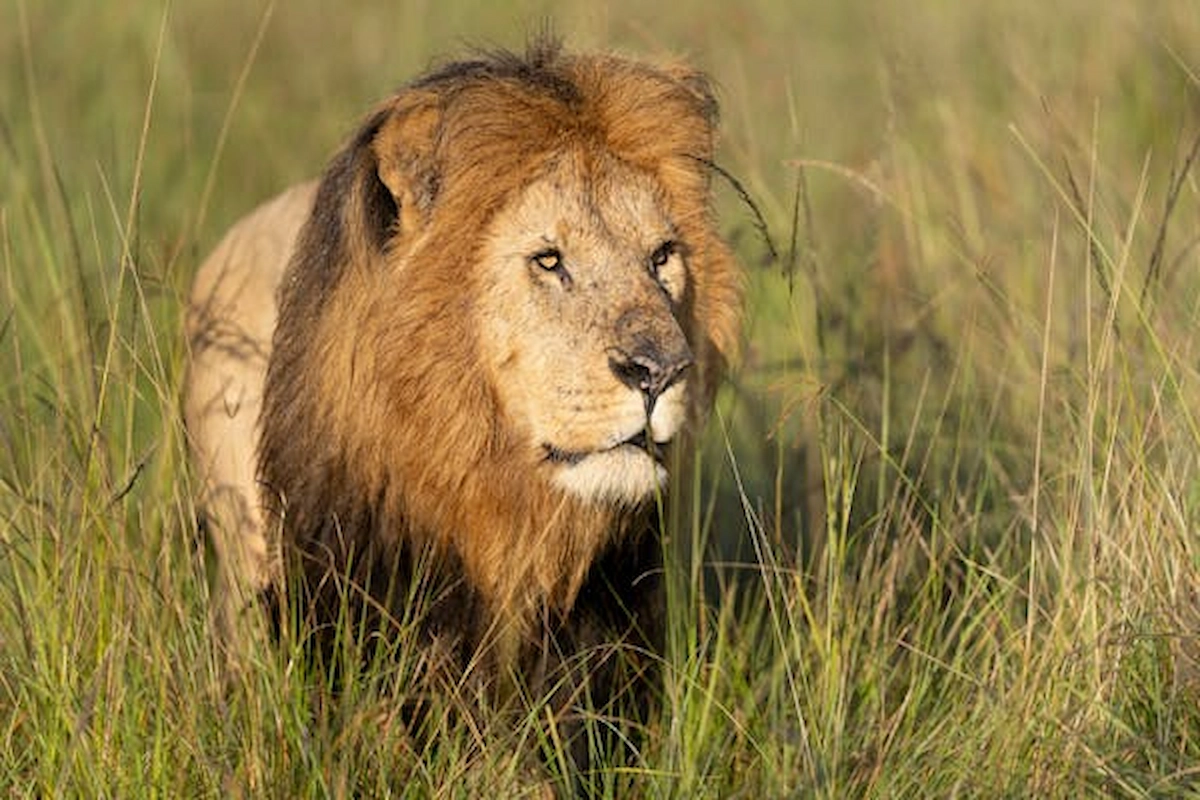 free-photo-of-majestic-male-lion-roaming-kenyan-grasslands