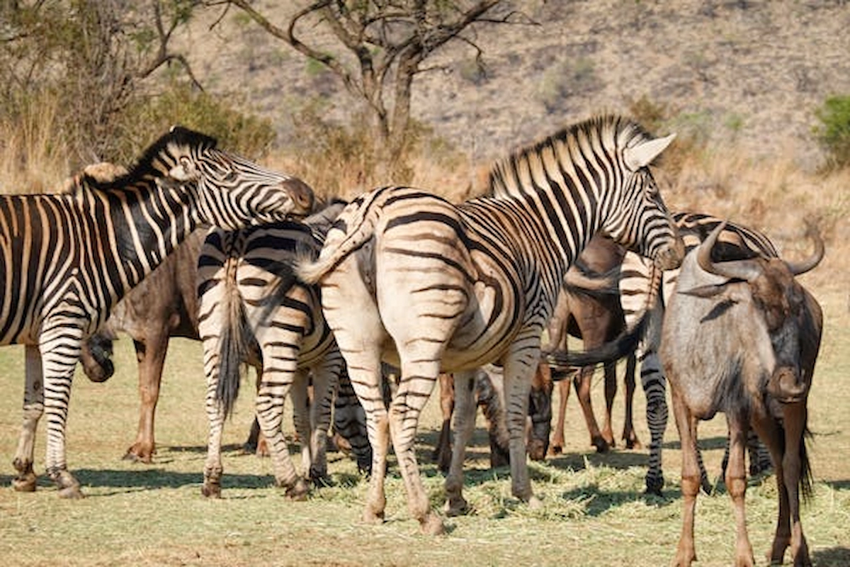 free-photo-of-zebras-and-wildebeests-in-african-savanna