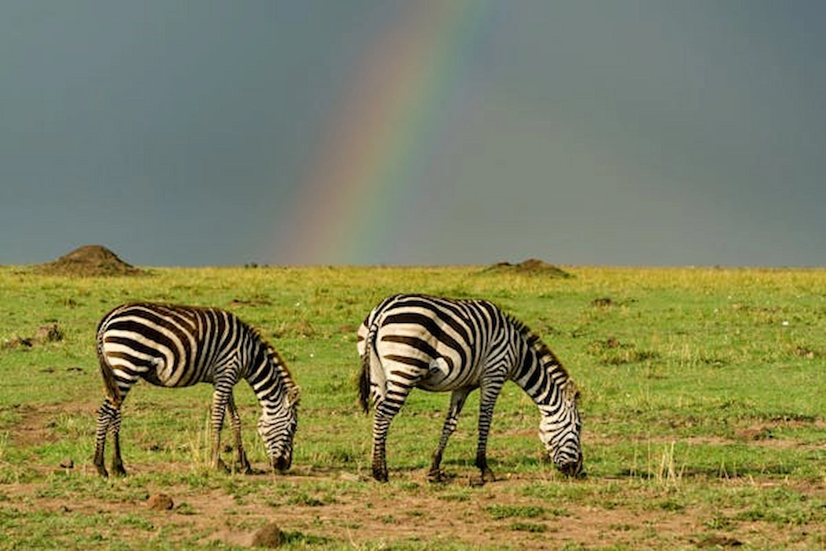 free-photo-of-zebras-grazing-and-a-rainbow-in-the-sky