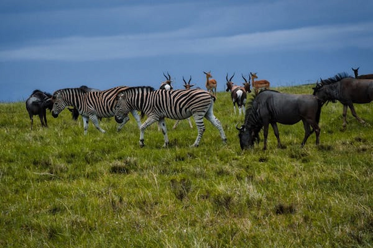 free-photo-of-zebras-wildebeest-and-antilopes-pasturing-together-on-field