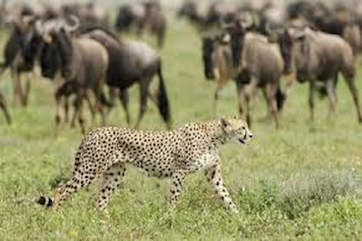 Welcome Safari 56 Limited