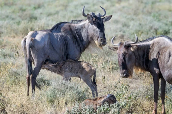 4 Day Ndutu Wildebeest Calving and Serengeti Safari Experience