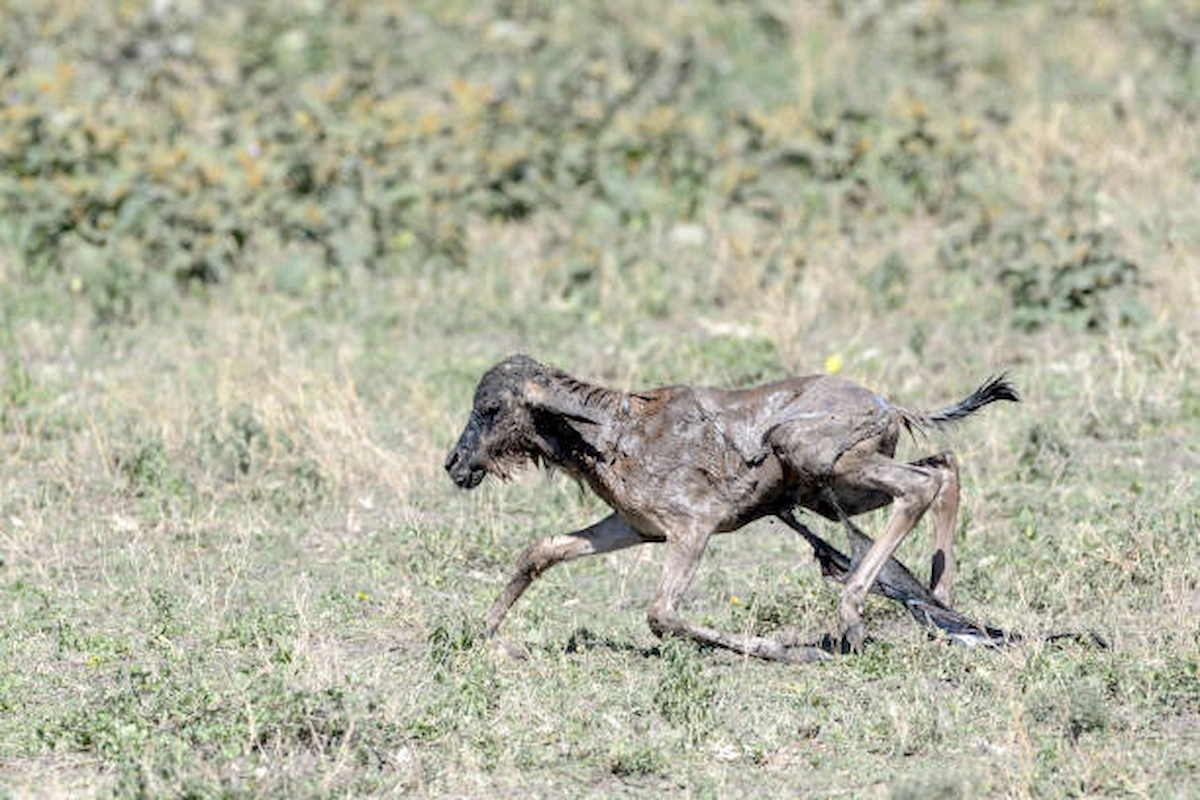 istockphoto-1215928305-612x612