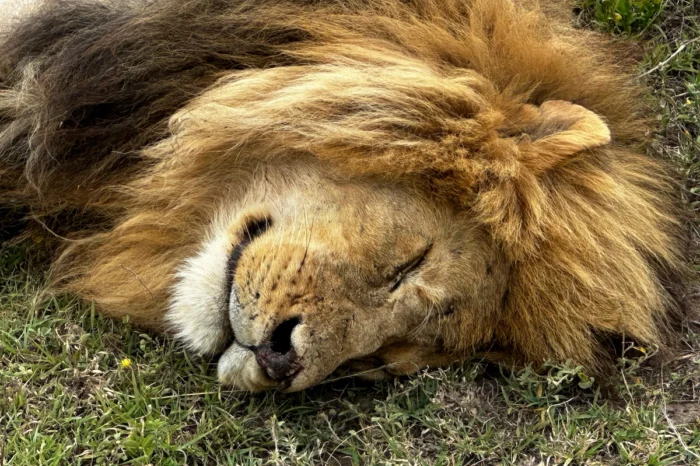 5 Day Tarangire, Serengeti and Ngorongoro Adventure Safari