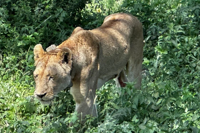 6 Day Wildebeest Calving Season Wildlife Safari in Ndutu