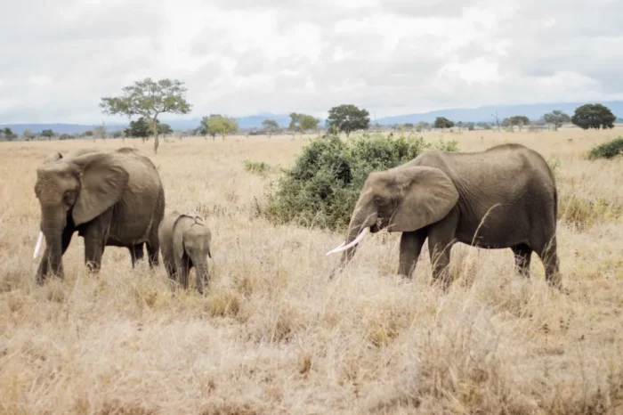 3 Day Mikumi National Park Adventurous safari