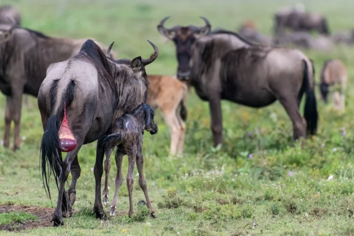 3 Day Wildebeest Calving Safari in Ndutu Area