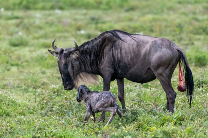 5 Day Wildebeest Calving Safari in Ndutu and Serengeti